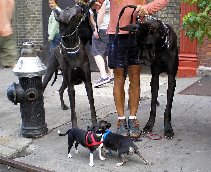 File:Great Danes and Chihuahuas by David Shankbone.jpg